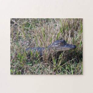 Alligator Baby Wetland Florida Foto