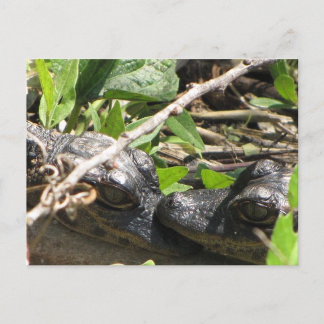 Alligator Babys Postkarte (Vorderseite)