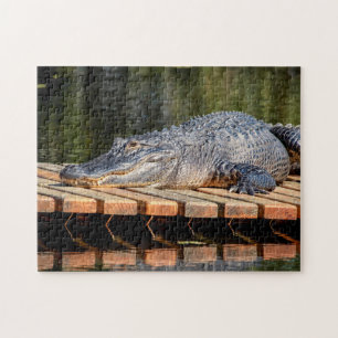 Alligator bei Homosassa Springs Wildlife Staat Par