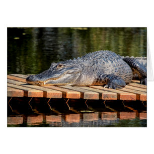 Alligator bei Homosassa Springs Wildlife Staat Par