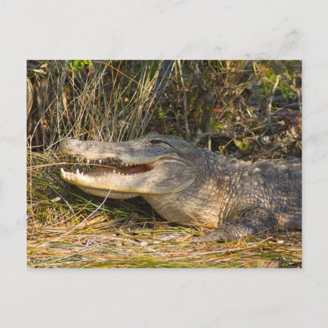 Alligator, Canaveral National Seashore, Florida Postkarte (Vorderseite)
