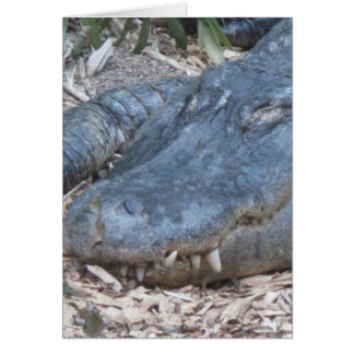 Alligator dans son habitat naturel