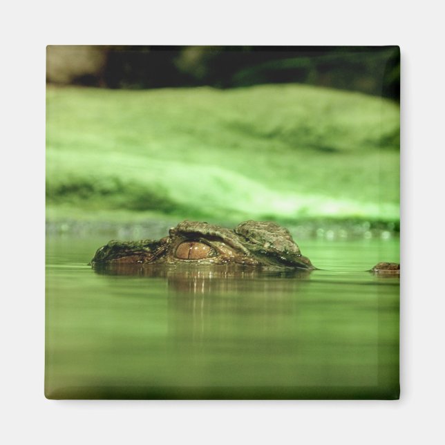 Alligator, der aus dem Wasser schaut Magnet (Vorne)