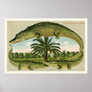 Alligator Druck 1 Poster