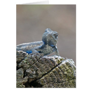 Alligator du ventre bleu Lizard