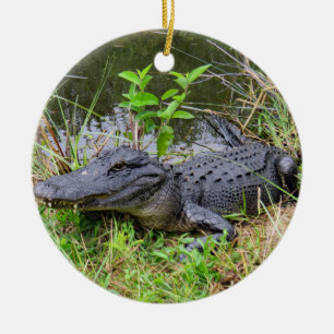 Alligator et ornement de spatule rose