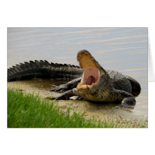 Alligator Face à face avec vous
