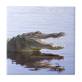 Alligator Fliese