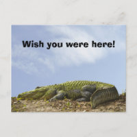 Alligator Florida Sun Foto "Wish You Were here"