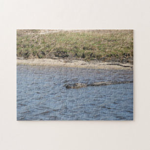 Alligator Florida Wasserart