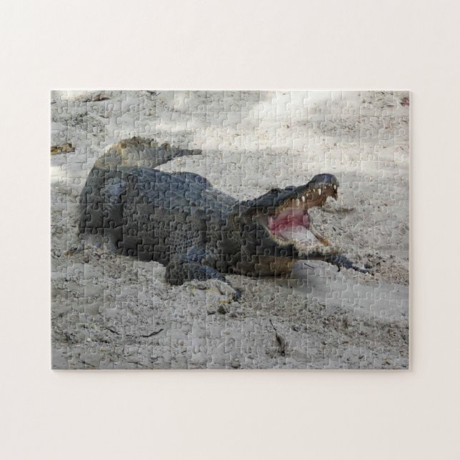 Alligator, Fort Lauderdale, Florida (Horizontal)