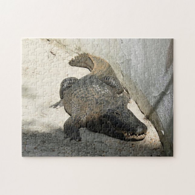 Alligator, Fort Lauderdale, Florida (Horizontal)