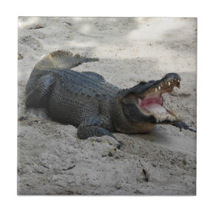 Alligator, Fort Lauderdale, Florida Fliese
