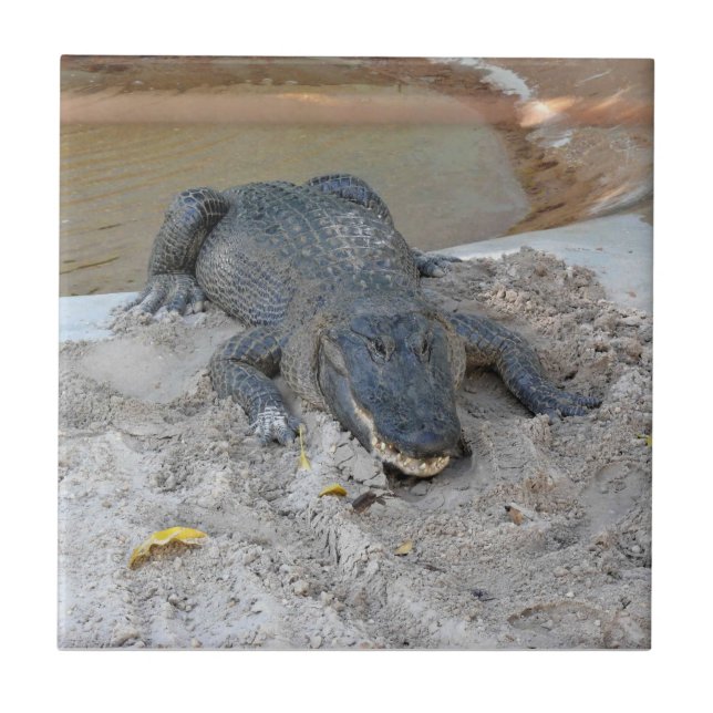 Alligator, Fort Lauderdale, Florida Fliese (Vorderseite)