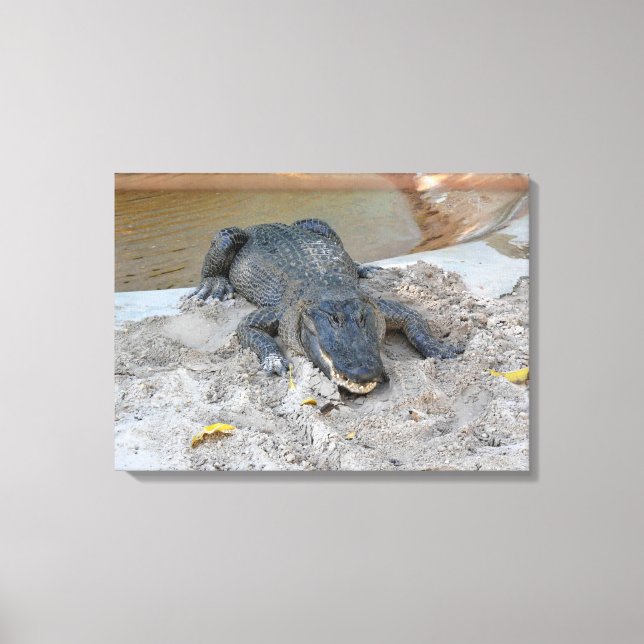 Alligator, Fort Lauderdale, Florida Leinwanddruck (Vorderseite)