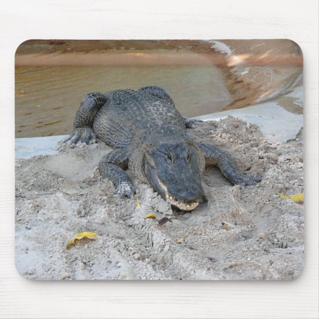 Alligator, Fort Lauderdale, Florida Mousepad (Vorne)