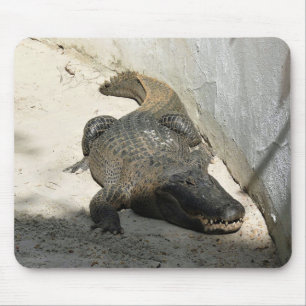 Alligator, Fort Lauderdale, Florida Mousepad