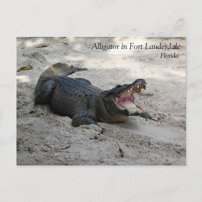Alligator, Fort Lauderdale, Florida Postkarte (Vorderseite)