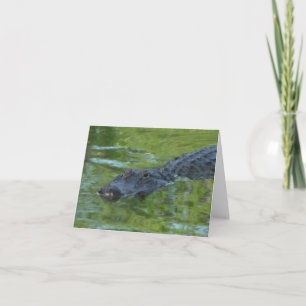 Alligator-Foto: Notizkarte
