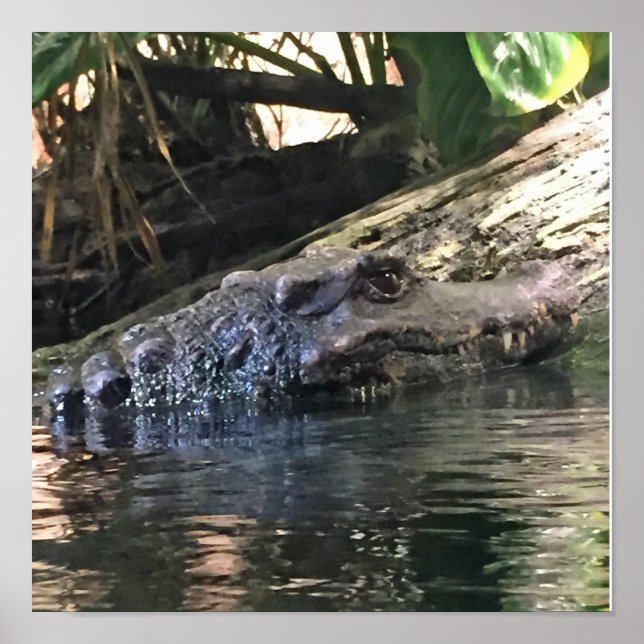 Alligator Foto Poster (Vorne)