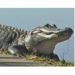 Alligator Freistehende Fotoskulptur<br><div class="desc">Sehen Sie ein Alligatorupclose auf Ihrem Desktop mit dieser Fotoskulptur! Oder geben Sie als Geschenk! Dieser Florida-Alligator wurde neben dem Hillsborough-Fluss nahe Tampa, Florida sonnend fotografiert.</div>