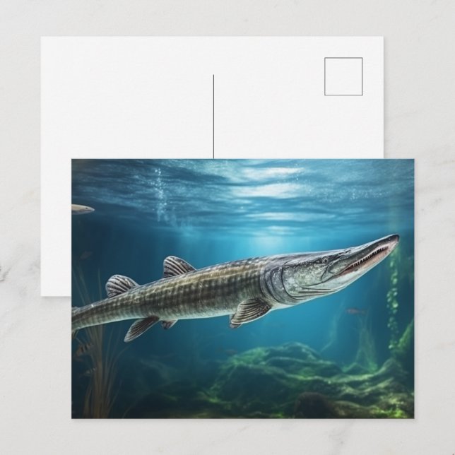 Alligator, Gänsefische schwimmen Fisch Postkarte (Vorne/Hinten)