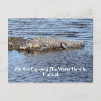 Alligator Gator Postkarte