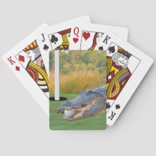 Alligator, gefährliche Lüge im Golf Spielkarten