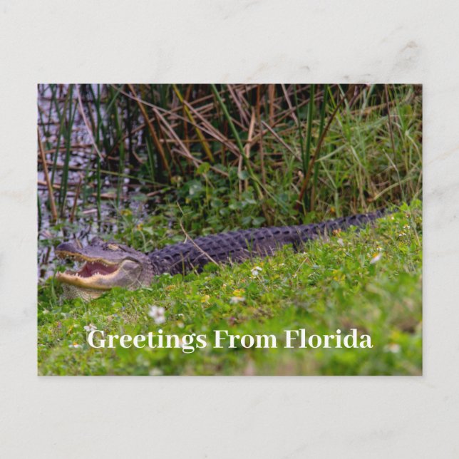 Alligator Greetings von Florida Personalize Postkarte (Vorderseite)