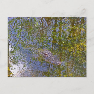 Alligator im Big Cypress National Reserve Florida Postkarte