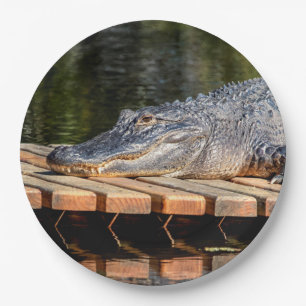 Alligator im Homosassa Springs Wildlife Staat Park Pappteller