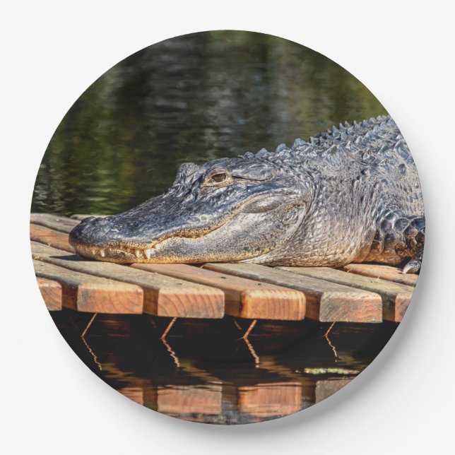 Alligator im Homosassa Springs Wildlife Staat Park Pappteller (Vorderseite)