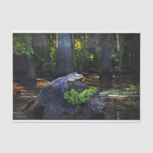 Alligator im Sumpf Seidenpapier