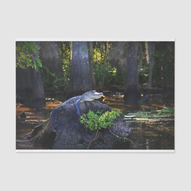 Alligator im Sumpf Seidenpapier (Vorderseite)