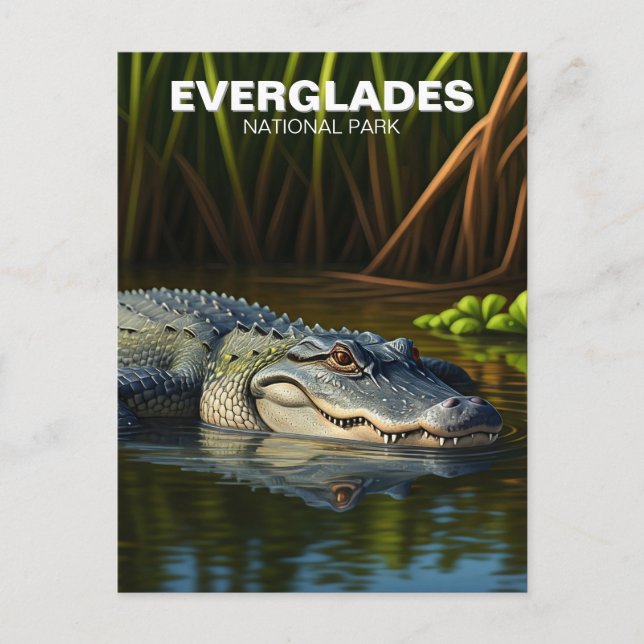Alligator im Wasser Everglades Nationalpark Postkarte (Vorderseite)