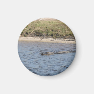 Alligator im Wassermagnet Magnet