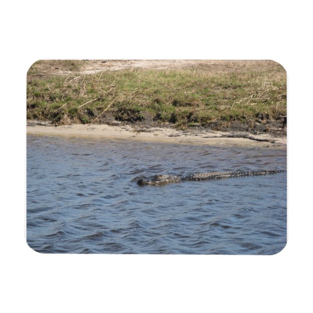Alligator im Water Premium Magnet (Horizontal)