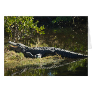 Alligator in der Sun Card