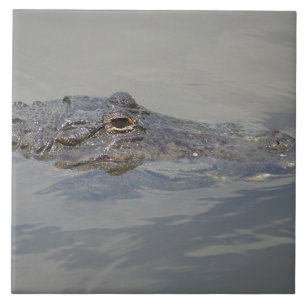 Alligator in der Wartezeit Fliese