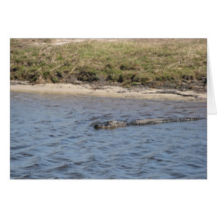 Alligator in der Wasserkarte
