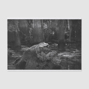 Alligator in Sumpf Schwarzweiss Seidenpapier