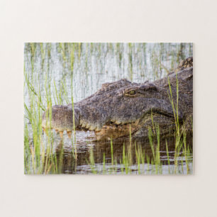 Alligator Krokodile Wildlife Africa