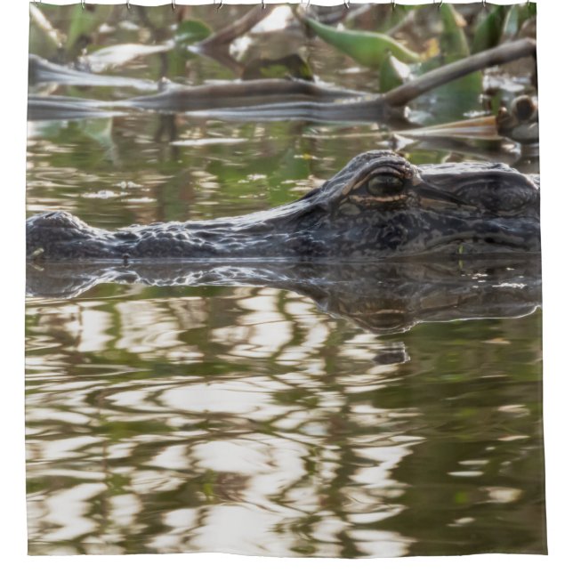 Alligator-Lurking in Sumpfgewässern Duschvorhang (Vorderseite)