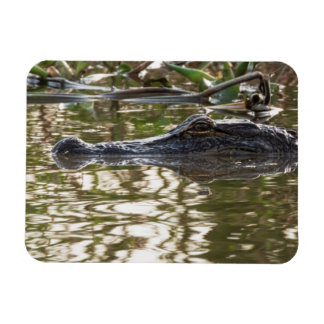 Alligator Lurking in Sumpfgewässern Magnet