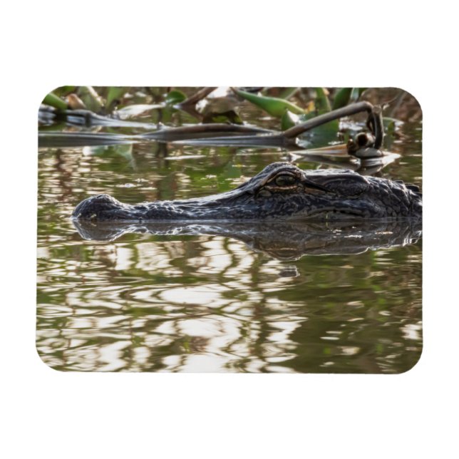 Alligator Lurking in Sumpfgewässern Magnet (Horizontal)