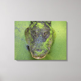 Alligator Nahes Foto, Naturdrucke Leinwanddruck