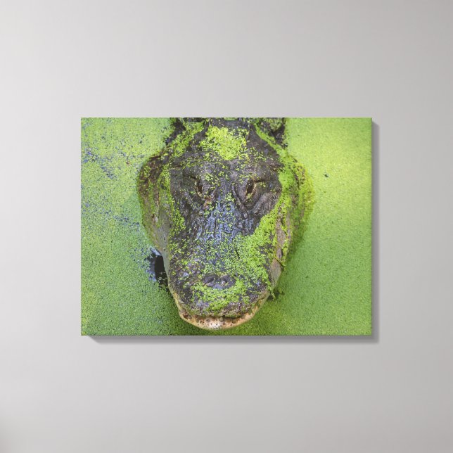 Alligator Nahes Foto, Naturdrucke Leinwanddruck (Vorderseite)