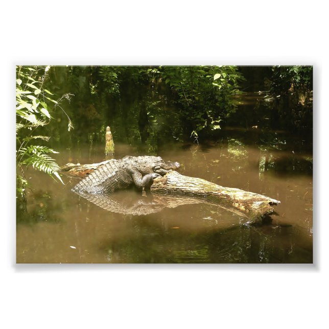 Alligator photo 4x6 (Devant)