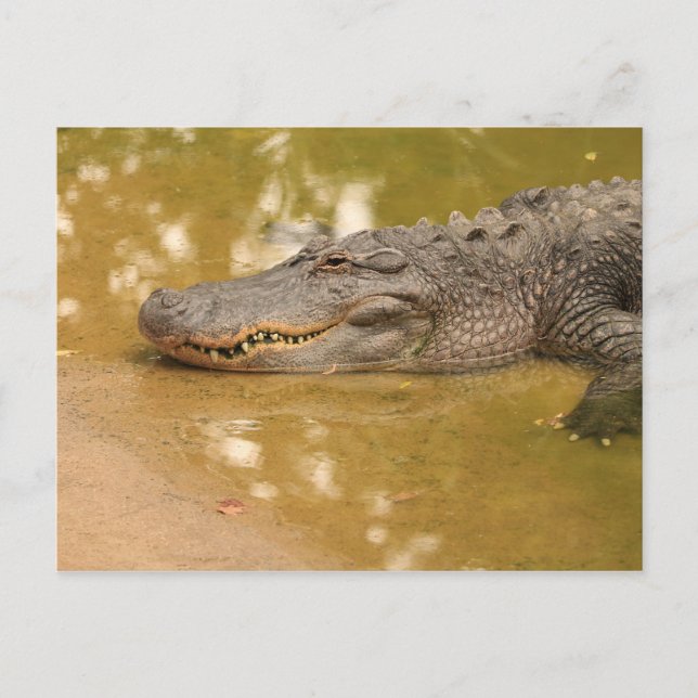 Alligator Postkarte (Vorderseite)