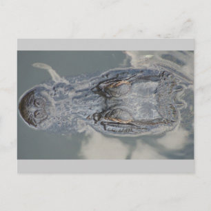 Alligator Postkarte